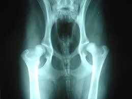 xray of hip dysplasia in dogs