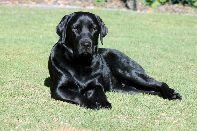 a glossy, black labrador sitting on the grass