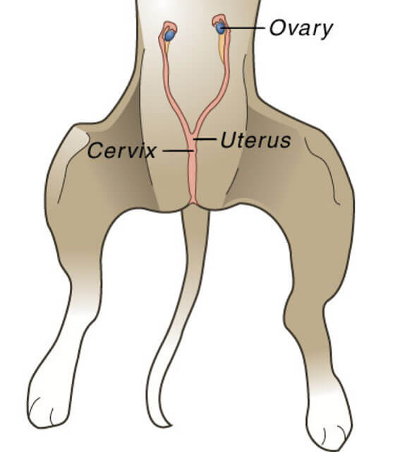 a cartoon sketch of the gonads in a female dog