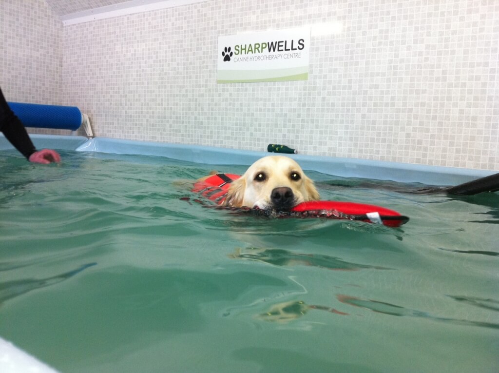 Hydrotherapy soothes arthritis in dogs
