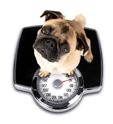 image of a fat dog on a weighing scales
