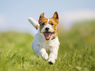 a healthy dog running through a field showing he's free of allergies in dogs