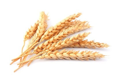a picture of ears of wheat on a white background