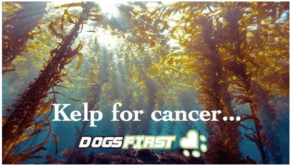 an image of kelp with "kelp for cancer" written on it