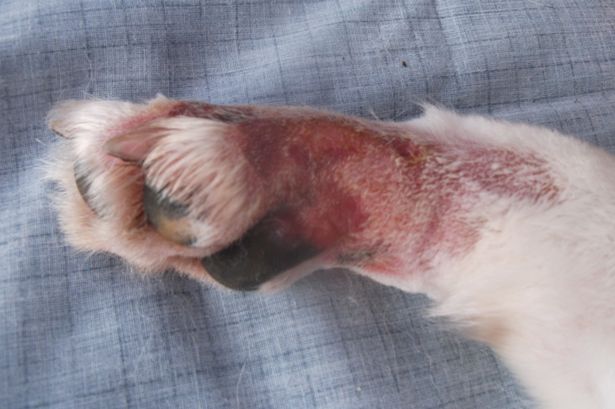 skin lesions from alabama rot in dogs