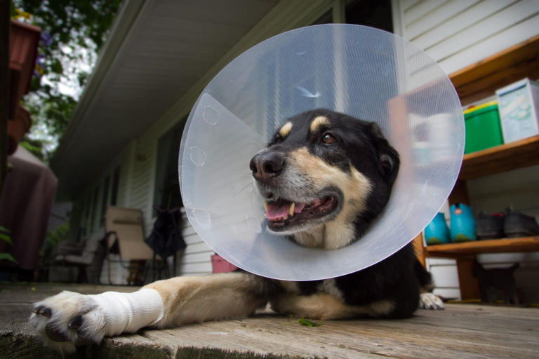 image of dog with collar and bandaged food