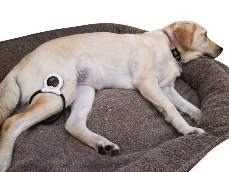 The Assisi Loop Dogs First Dogs First