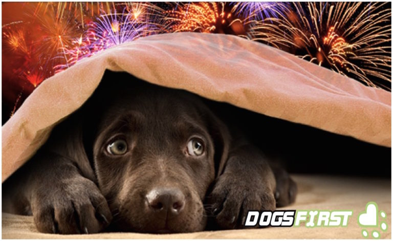 dog scared of fireworks