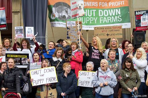 puppy farming protestors in Ireland