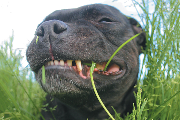picture of a dog eating grass