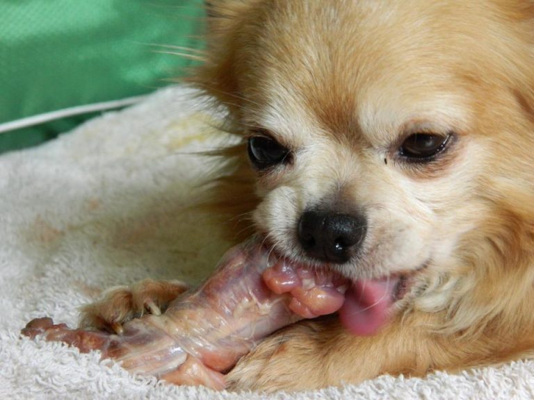 picture of a dog eating raw chicken