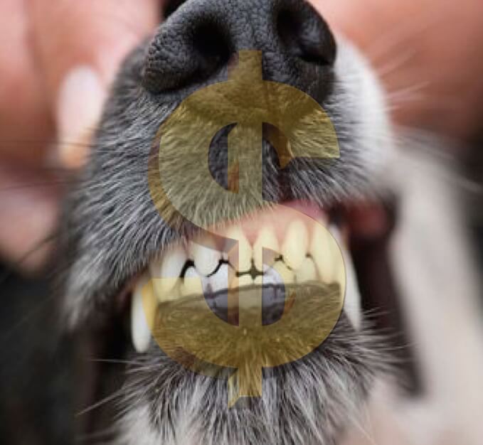 clean dog teeth with dollar sign
