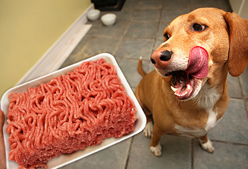 a dog being shown a plate of meat and licking his lips