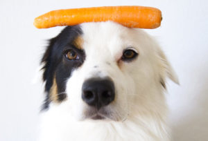 a dog with a carrot on his head