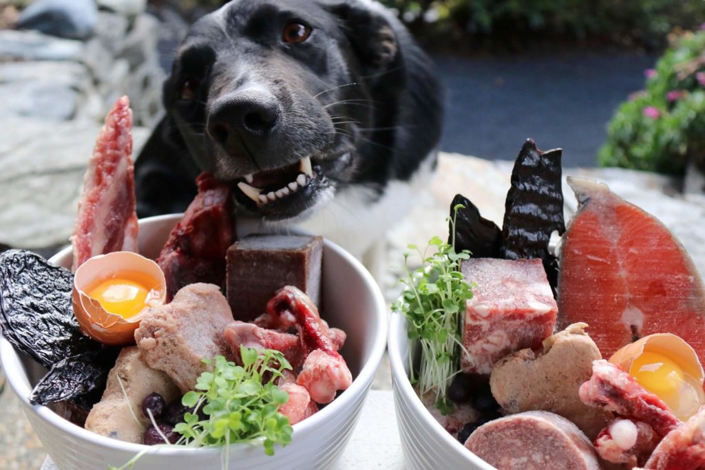 best diet for itchy dogs