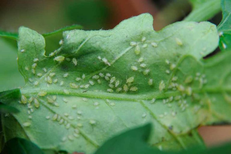 Diatomaceous earth kills aphids on plants