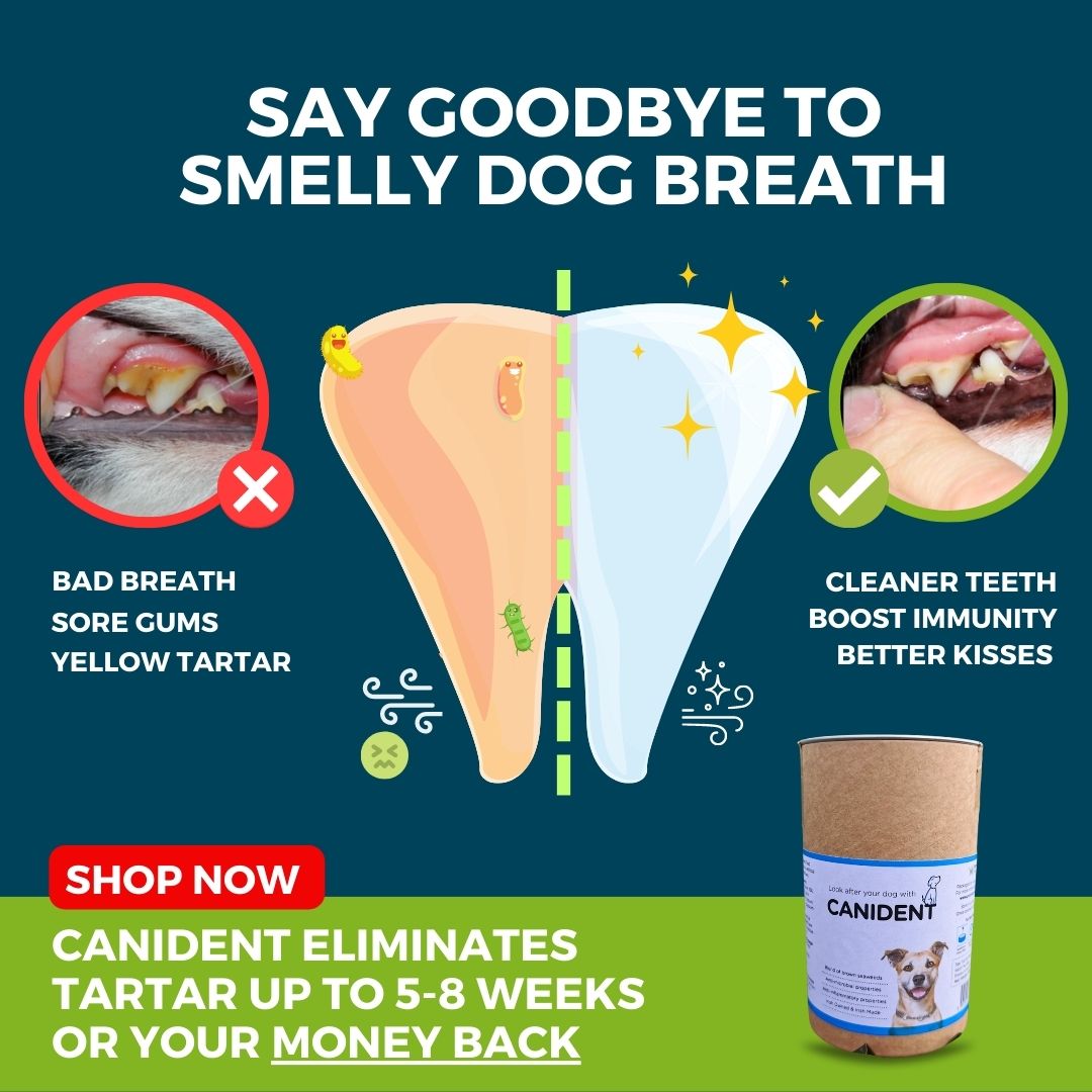 Canident | Goodbye tartar and smelly dog breath, naturally... - Dogs First