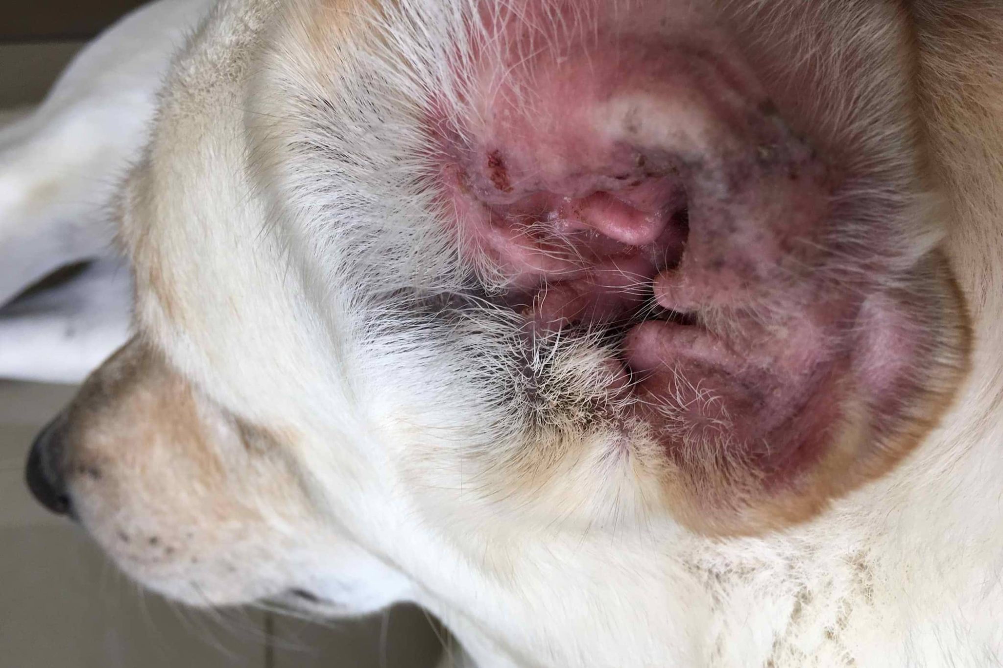 inflamed ear infection in dog