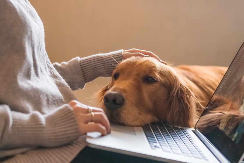 Dog Advice & Raw Feeding Online Consultation Dogs First