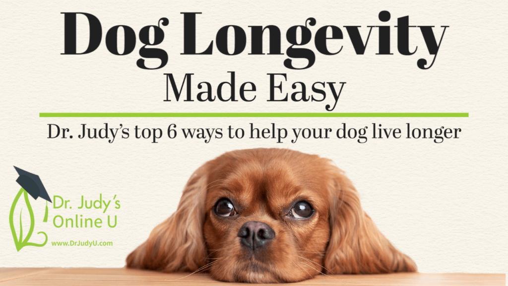 Dog Longevity Made Easy by Dr Judy Dogs First