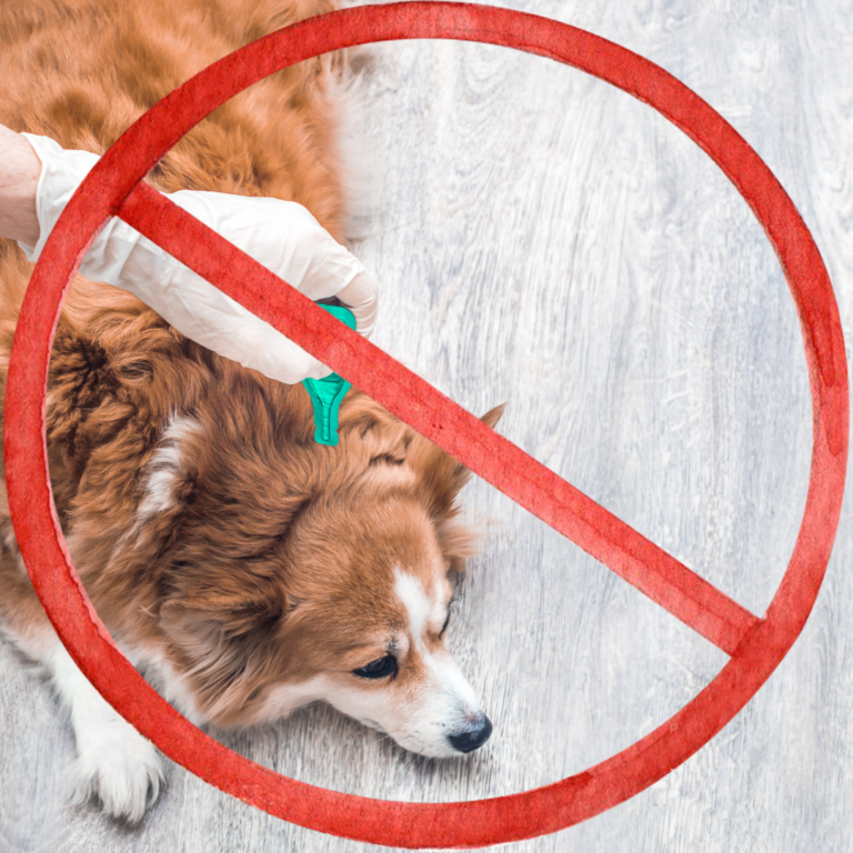 10 Best Natural Dog Flea Treatments [Ultimate Guide 2023] - Dogs First