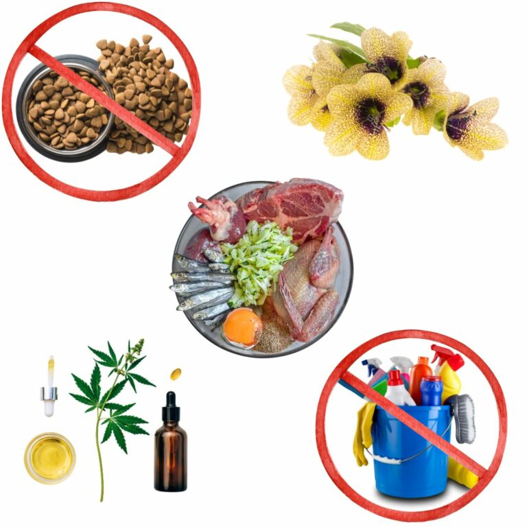 Seizures in dogs - Our top natural tips - Dogs First